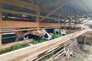 Peternakan Den’s Farm 99 peternakan terpadu ramah lingkungan